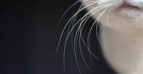The Whiskers' Connection: Exploring the Bond Between Cats and Their Whiskers